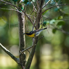 公園の野鳥　キビタキ