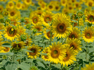 It is a sunflower field photographed in Japan.