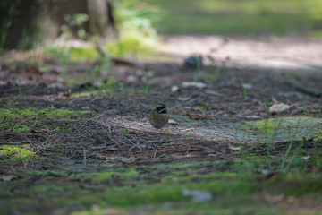 Obraz premium 松林で餌をついばむシロハラホオジロ