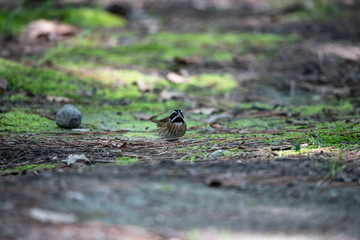 松林で餌をついばむシロハラホオジロ
