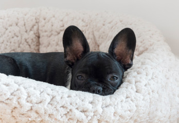 A little black French bulldog puppy