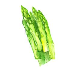 Green asparagus sprouts. Watercolor illustration isolated on white background