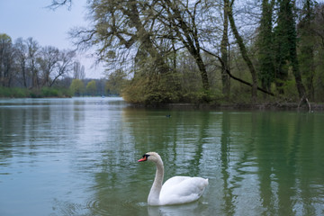 A white swan swim in the English garden, Munich, Germany