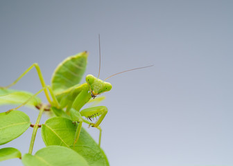 ハラビロカマキリ　腹広螳