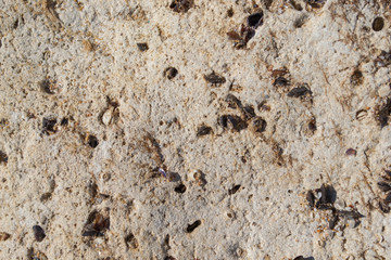Brown stone wall, background, texture. Sea stone with shells.