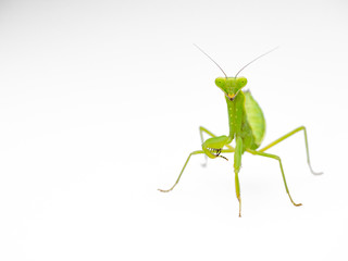 ハラビロカマキリ　腹広螳