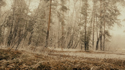 falling snow in the spring forest