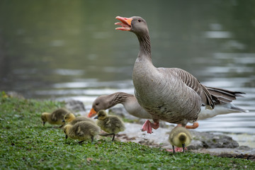 A wild duck mother and her babies