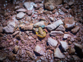 Little Pyrenees frog in Astun ski station