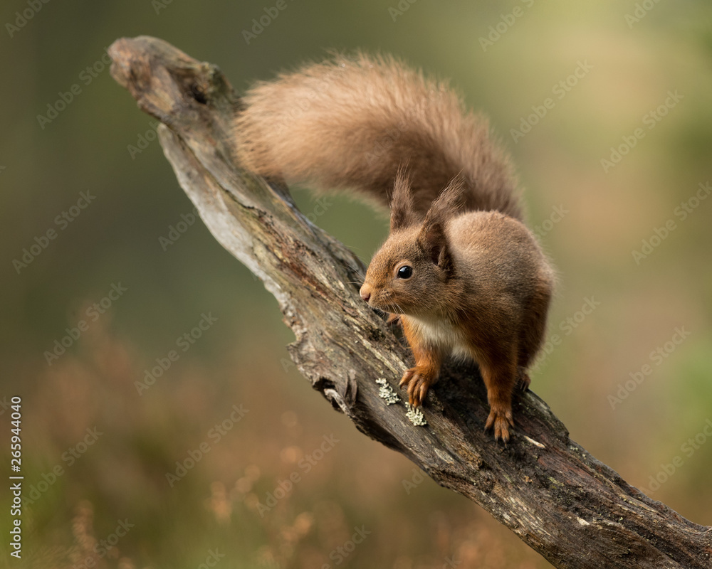 Canvas Prints red squirrel watchin from a log with a green and golden heather background. taken in the cairngorms 