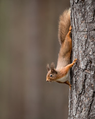 Red Squirrel running down a tree with a brown/ green background.  Taken in the Cairngorma NAtional Park, Scotland.