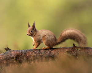 Naklejka na ściany i meble Red squirrel running along a log with a green background and golden brown heater foreground. Taken in the Cairngorms National Park. Scotland.