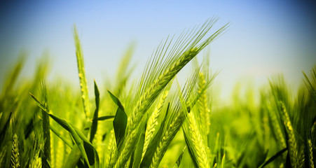 green wheat field - obrazy, fototapety, plakaty