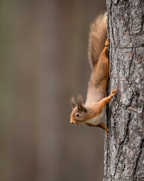 Red Squirrel running down a tree with a brown/ green background. Taken in the Cairngorma NAtional Park, Scotland. © L Galbraith