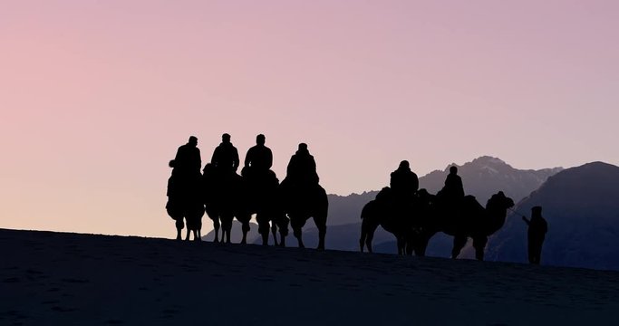 Camel caravan silhouette on desert dune in Ladakh. Tourists travel to Nubra Valley in north of India at evening dusk
