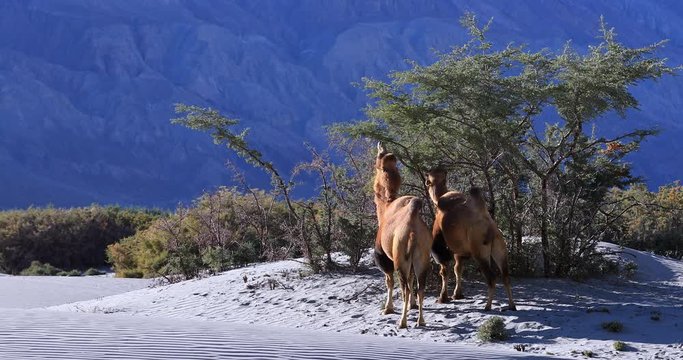 Camels in wild nature of Ladakh desert. Traveling to Nubra Valley in Himalaya, north India region
