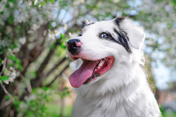Happy purebred Australian Shepherd dog  sitting on a blooming beautiful colorful trees in spring in the park