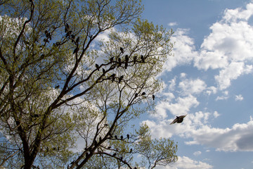 tree and blue sky