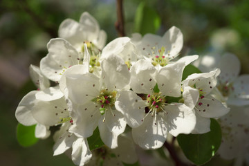 Fototapeta premium Pear flowers in a sunny spring morning