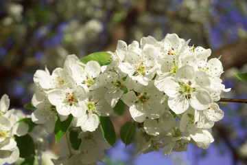 Pear flowers in a sunny spring morning