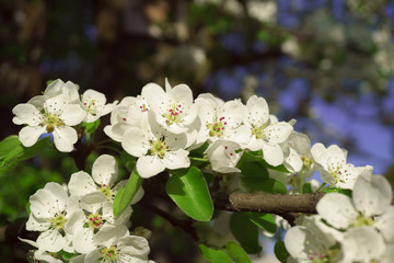 Pear flowers in a sunny spring morning