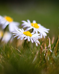 G&auml;nsebl&uuml;mchen im Garten
