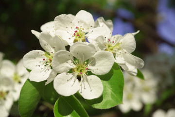 Pear flowers in a sunny spring morning