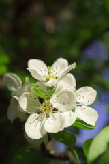 Pear flowers in a sunny spring morning