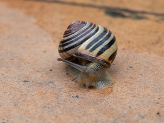 Snail with striped shell crawling on wet tiled floor