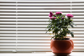 flowers roses in a pot stand on the windowsill. Window with blinds. The light of day penetrates through the lamellae.