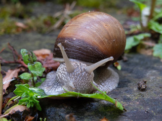 Snail with brown shell feeding on green leaf on wet stone floor