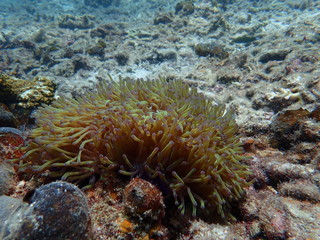 clownfish found at sea anemones at coral reef area at Tioman island, Malaysia