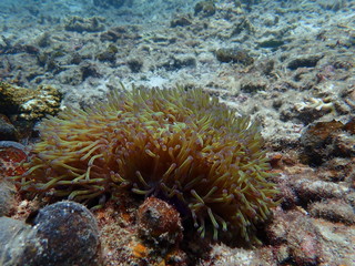 Naklejka na ściany i meble clownfish found at sea anemones at coral reef area at Tioman island, Malaysia