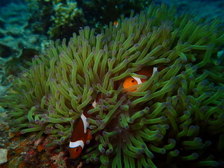 clownfish found at sea anemones at coral reef area at Tioman island, Malaysia