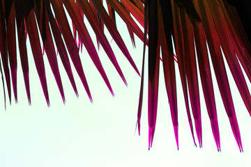 Tropical palm tree leaves. Minimalist concept geometric exotic plants.