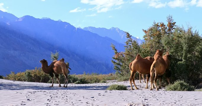 Ladakh, India as travel destination in Himalaya mountain. Adventure camel safari