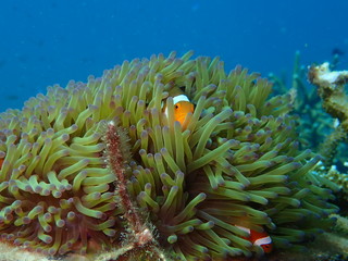 Naklejka na ściany i meble clownfish found at sea anemones at coral reef area at Tioman island, Malaysia