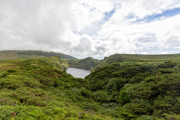 Fototapeta premium Shrub Forest in Flores