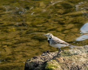 271. Ð‘ÐµÐ»Ð°Ñ Ñ‚Ñ€ÑÑÐ¾Ð³ÑƒÐ·ÐºÐ°.Ð¡ Ð²Ð¾Ñ€Ð¾Ð±ÑŒÑ, 17 ÑÐ¼. ÐŸÐµÑ€ÐµÐ»Ñ‘Ñ‚Ð½Ñ‹Ð¹ Ð²Ð¸Ð´..Motacilla alba (White Wagtail).8.09.18. Ð˜Ð¶Ð¾Ñ€Ð°