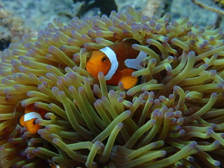 Plakat clownfish found at sea anemones at coral reef area at Tioman island, Malaysia