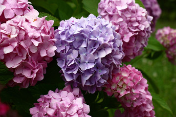 On one bush of a hydrangea macrophylla large inflorescences of different colors.