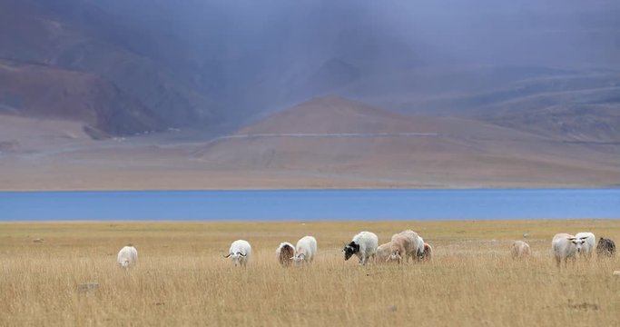 Farming in Ladakh, India. Goats pasturing on Tso Moriri lake banks with blue water and Himalaya mountains on background