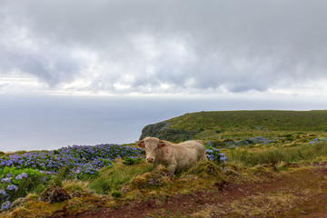 Cool Look Azores Cow