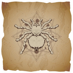 Vector illustration with hand drawn Spider and Sacred geometric symbol on old paper background with torn edges. Abstract mystic sign.
