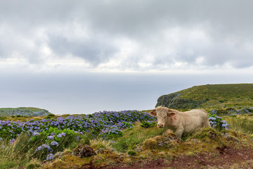 Fototapeta premium Flores Cow