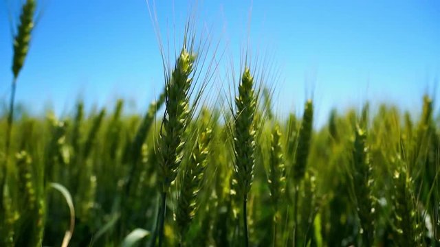 Ukraine. Countryside. Field. Spikelets of green wheat sway in the wind against the blue sky. Close-up