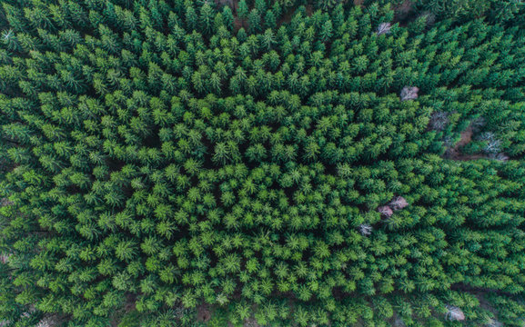 Aerial view of lined up green conifer treetops in forest, Germany © CA Irene Lorenz