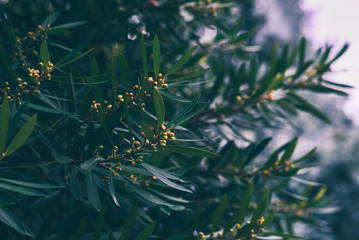Green leaves background. Green leaves color tone dark in the morning. Tropical plant, environment, nature and plant. Toned image with copy space.