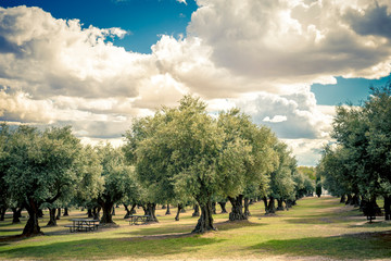 plantation of olive trees in the park
