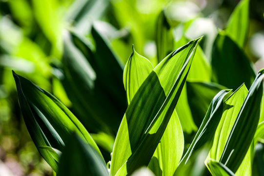 Green leaves of mughetto flowers in sun backlight - photograph